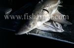 Sturgeon Closeup.
