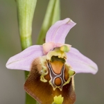Cinnabar ophrys (Ophrys cinnabarina) one of a number of very closely linked 'species' in the Ophrys fuciflora group