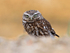 Little Owl standing on the ground