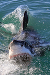Great White Shark surface lunge at bait, Mossel Bay, South Africa