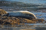 Atlantic Grey Seal