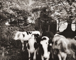 BLAEN-EINON, Mydroilyn, Ceredigion 2014