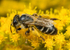 Halictus rubicundus (f)