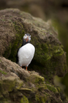 PUFFIN, LUNGA,TRESHNISH ISLES