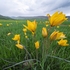 Yellow tulip (Tulipa sylvestnis )
