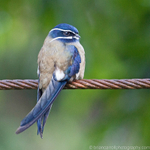 Whiskered Tree Swift