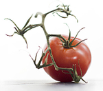 Tomato on the vine