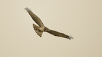 Beaudouin's Snake Eagle.