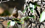 Himalayan Bulbul