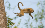 Golden Langur