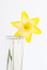 YELLOW DAFF  #1 - KATHY'S GARDEN