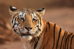 Bengal Tigress portrait, Panna reserve, Madhyra Pradesh, India