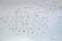 Golden Plovers