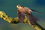 Kestrel