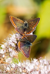 Brown Argus Pair Afton Chalk Pit Isle of Wight
