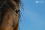 Stallion gaze