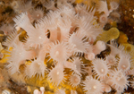 Parazoanthus anguicomus