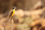 Lesser Kiskadee portfolio