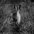 Hare amongst dew covered grass