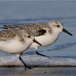 Print - Silver - Cheryl Hewitt - Sanderling Syncrony