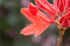 ACP_3426-1