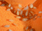 Iphimedia obesa
