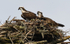 The couple on the nest