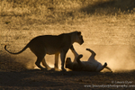 Playful lioness