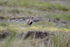 Golden Plover