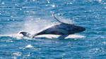 Whale Breach 1