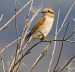 Red Backed Shrike.