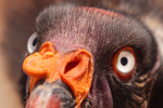 king vulture  sarcomamphus papa-9193