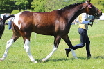 SIAL4145