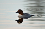 Goldeneye