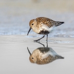 Gold Liz Wallis Dunlin Reflection