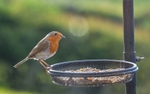 Robin on my feeders by D Tobin
