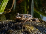 Edible Frog
