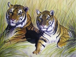 Tigers