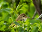 Reed Warbler