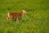 Red Deer - Bradgate Park