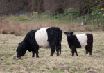 Frear-Beltiesandcalf