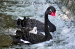RSP048 Black Swan family at the weir