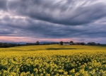 Rapeseed at Sunset