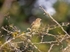 Woodlark