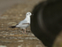 Bonaparte's Gull standing on wall, Farmoor Reservoir