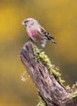 Lesser Redpoll