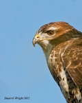 Wild Birds of Prey Inc. Owls portfolio