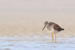 Greater Yellowlegs with ruffled feathers, Fort De Soto, Florida