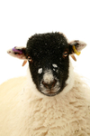 Herdwick Lamb 2719262