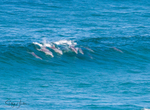 Dolphins in Wave 1